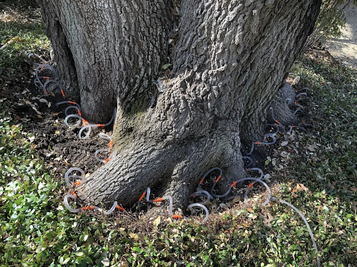 Detailed Tree Cabling and Bracing job site in Hinsdale